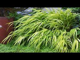 Image result for hakonechloa macra nicolas