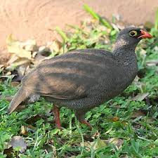 Identification Small Birds Of South Africa Red Billed Spur Fowl South African Birds Red Bill Funny Birds