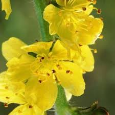 Image result for Agrimonia