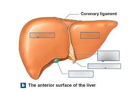 What your do and liver functions that are essential to life. Liver Labeling Diagram Quizlet