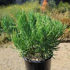 Image result for Senecio hochstetteri