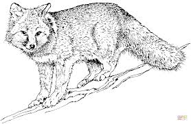 Kleurplaat Vossen Google Zoeken Fox Coloring Page Coloring Pages Grey Fox