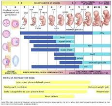 Fetal Weight Chart Jasonkellyphoto Co