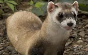 Black And White Ferret Black Footed Ferret Black Footed Ferret Ferret Endangered Animals