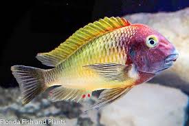 1 Nkonde Tropheus Live Fish Tanganyika 1 5 Inch African Cichlid Guaranteed Aquarium Fish African Cichlids Freshwater Aquarium Fish