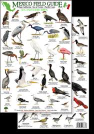 Mexico Pacific Coast Field Identification Guides By