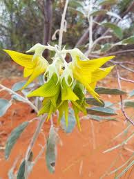 Image result for Crotalaria kirkii