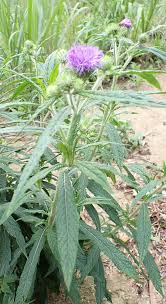 Image result for Vernonia galamensis