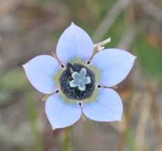 Image result for Wahlenbergia cephalodina