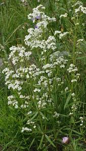 Image result for Galium stenophyllum