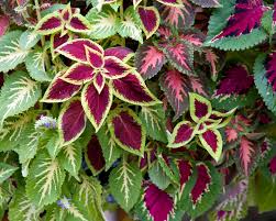 Image result for Coleus sylvestris