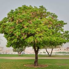 Image result for Albizia zygia