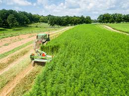 Maybe you would like to learn more about one of these? K State Researchers Prepare For First Year Of Industrial Hemp Test Crops