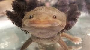 Axolotl Besiegen Krebs Forschung Axolotl Tiere Schwanzlurch