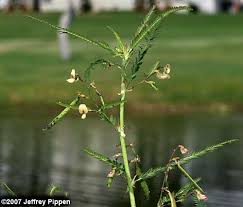 Image result for Aeschynomene indica