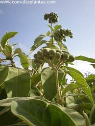 Image result for Solanum giganteum