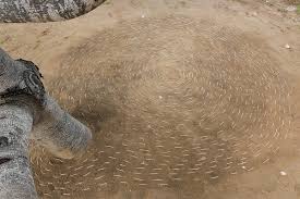 Bildergebnis für Maria Laet