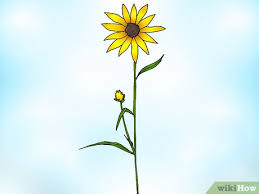 Report minyak biji bunga matahari. Cara Memangkas Bunga Matahari 9 Langkah Wikihow