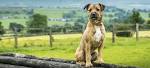 Patterdale Terrier Puppies, Temperament, Pictures