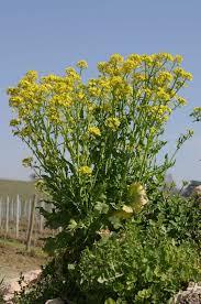 Image result for Brassica rapa