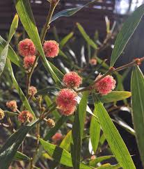 Image result for Acacia lasiopetala