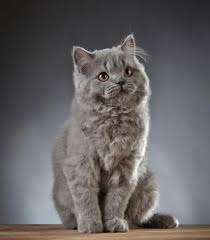 Mit zwölf monaten ist das kitten ausgewachsen und sollte annähernd das erwachsenengewicht erreicht haben. Britisch Langhaar Katze Charakter Aussehen Markt De