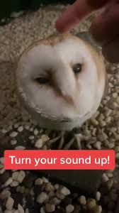 Iristhebarnowl Iris The Barn Owl On Tiktok She Makes The Sweetest Noises And It Makes My Heart Melt Fyp Foryou Sweet Bab Barn Owl Funny Cats Owl