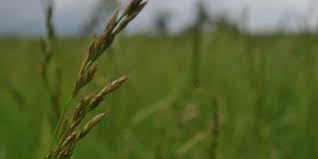 Spring planting of tall fescue. Managing Pastures To Avoid Tall Fescue Toxicity The Horse