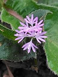 Image result for Elephantopus scaber