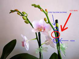 Pin On Gardening