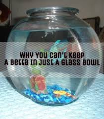 Why You Cant Keep A Betta In Just A Glass Bowl Betta Betta Fish Tank Glass Bowl