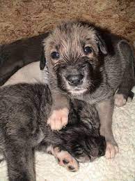 Irish Wolfhounds Of Our Valley Wolfhound Puppies Irish Wolfhound Puppies Irish Wolfhound Dogs