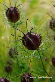 Out of the emerald vapors float jewels of quartz, sapphire, and amethyst, which give way to levitating seed pods shaped like vertical dirigibles. Seed Pods Of Cramers Plum Love In A Mist Nigella Damascena Really Are This Dark Nancy J Ondra Hayefield Com Seed Pods Nigella Plant Kew Gardens
