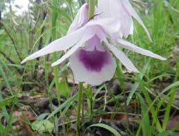 Image result for Platycoryne buchananiana