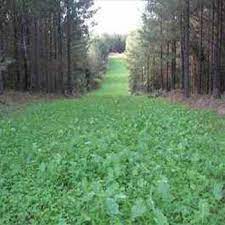 Sweet Spot Deer Food Plot Mix Southern States Food Plots For Deer Deer Food Food Plot
