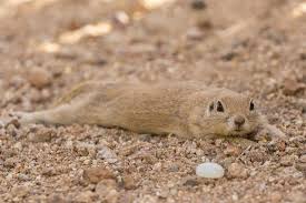 We did not find results for: Usa Arizona Sonoran Desert Round Tailed Ground Squirrel Cooling Off Photographic Print Jaynes Gallery Allposters Com