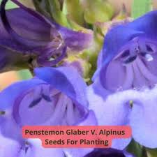 Image result for Coleus alpinus