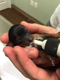 Our staff is committed to compassionate and professional care, and. Family Pet Veterinary Practice Posts Facebook