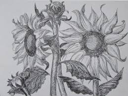 How To Draw Sunflowers Happy Family Art (step 1) draw 2 circles.