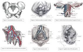 Sagittal section female pelvis with peritoneum. Anatomy Abdomen And Pelvis Female Pelvic Cavity Article