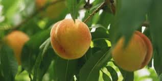We did not find results for: Cornell Cooperative Extension Tree Fruit Growing