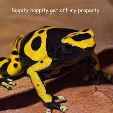 Check spelling or type a new query. Hippity Hoppity Know Your Meme