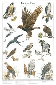 Birds Of Prey Chart Bird Poster Birds Of Prey Beautiful