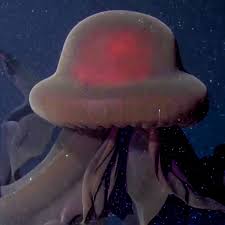 Die geheimnisvolle Welt der Riesenquallen - Wunder unter dem Meer