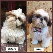 Female shih tzu teddy bear cut. Gidget 6months Old Before And After Her First Trip To The Groomer Puppy Grooming Shih Tzu Dog Shih Tzu Puppy Haircuts