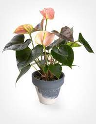 Hoya Pubicalyx Anthurium Plastic Nursery Pots Anthurium Flower