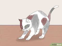 Play grumpy cat dental care or dress up a cat in the latest cat clothes. 3 Ways To Know If Cats Are Playing Or Fighting Wikihow Pet