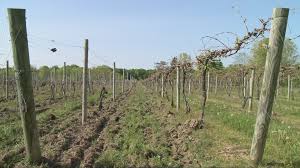 May frost damages some Northeast Ohio wine crops