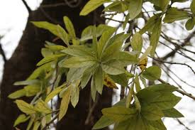 Image result for Combretum