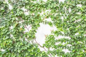 Image result for Ficus persicifolia